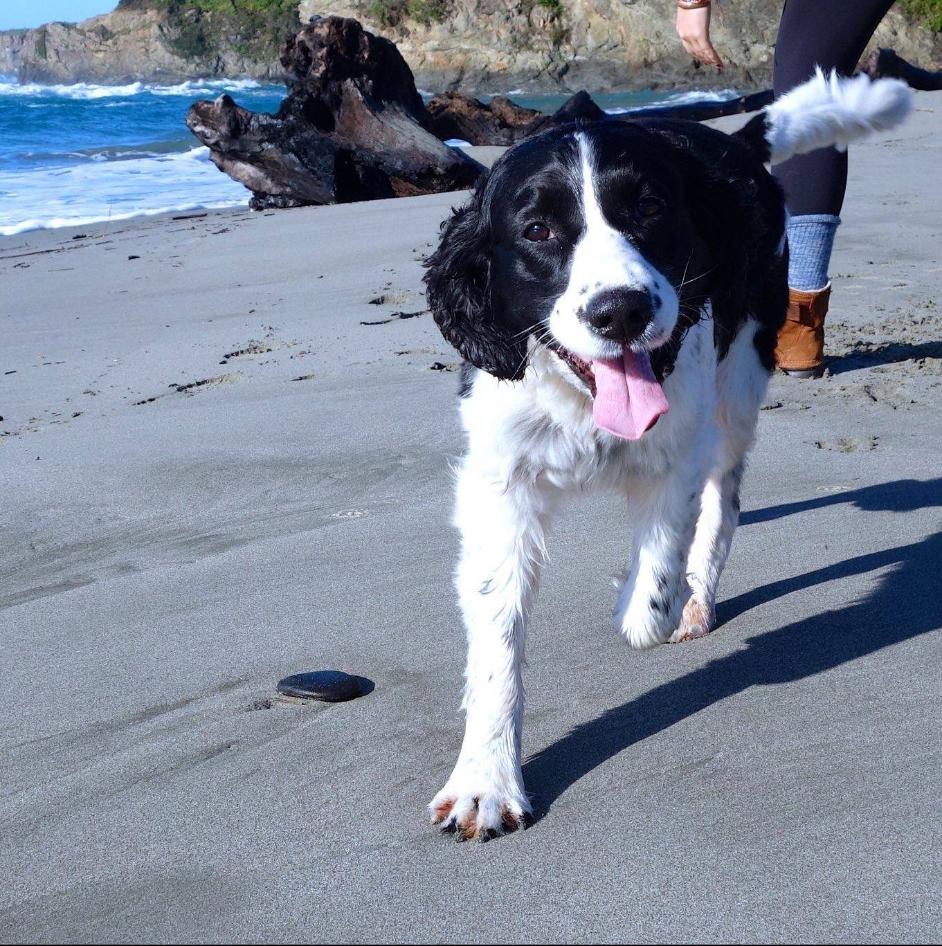 Veterinarian in Mendocino, CA